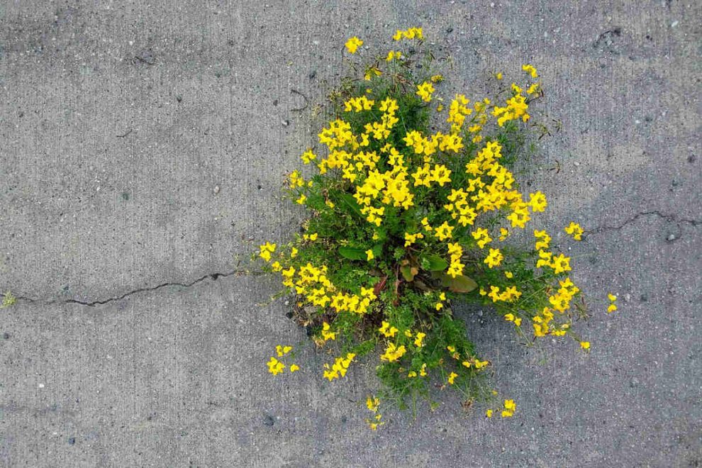 cveće-iz-betona